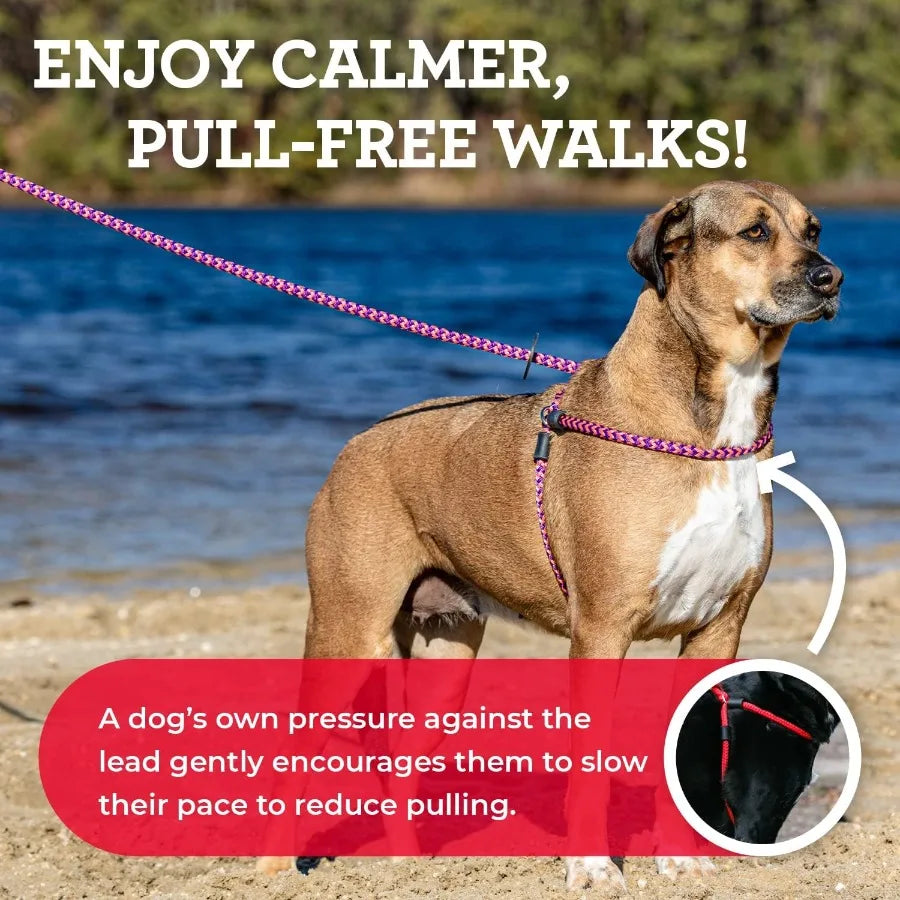 Anti Pull Dog Harness And Leash Set For All Breeds
